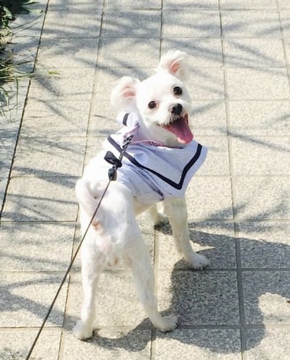 우리집 반려견 구름이. (사진 출처: 고재원)