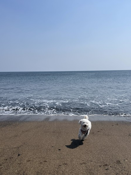 사계바다에서 찍은 강아지 '짱이'