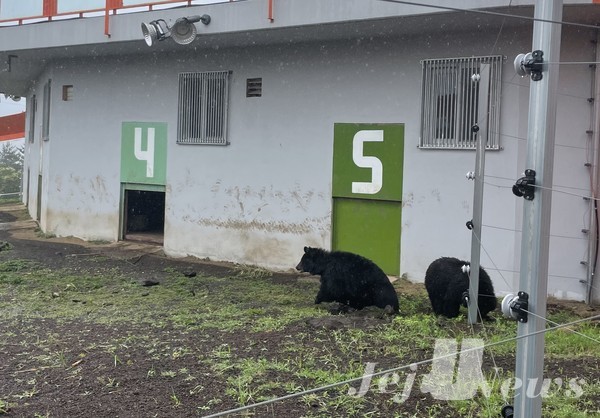 제주자연생태공원에 있는 반달가슴곰의 모습