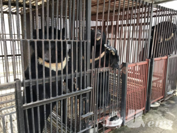 우리 속에서 사육되는 곰의 모습 (곰보금자리프로젝트 제공)